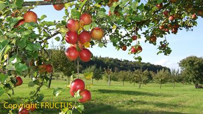 Rote Äpfel auf dem Obstlehrpfad in Steinmaur Copyright: FRUCTUS