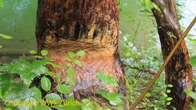 Angenagter Baum auf dem WWF-Biberpfad an der Tössegg Copyright: WWF Zürich