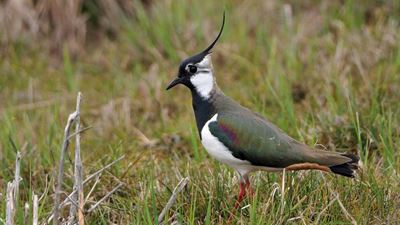Vanneau huppé dans une prairie au centre-nature BirdLife Neeracherried ©Centre-nature BirdLife Neeracherried