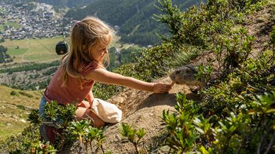Feeding marmots in Saas-Fee