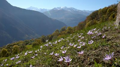 The picture shows a saffron field with numerous purple saffron flowers. In the background, you can see a fantastic view of the Valais Alps.