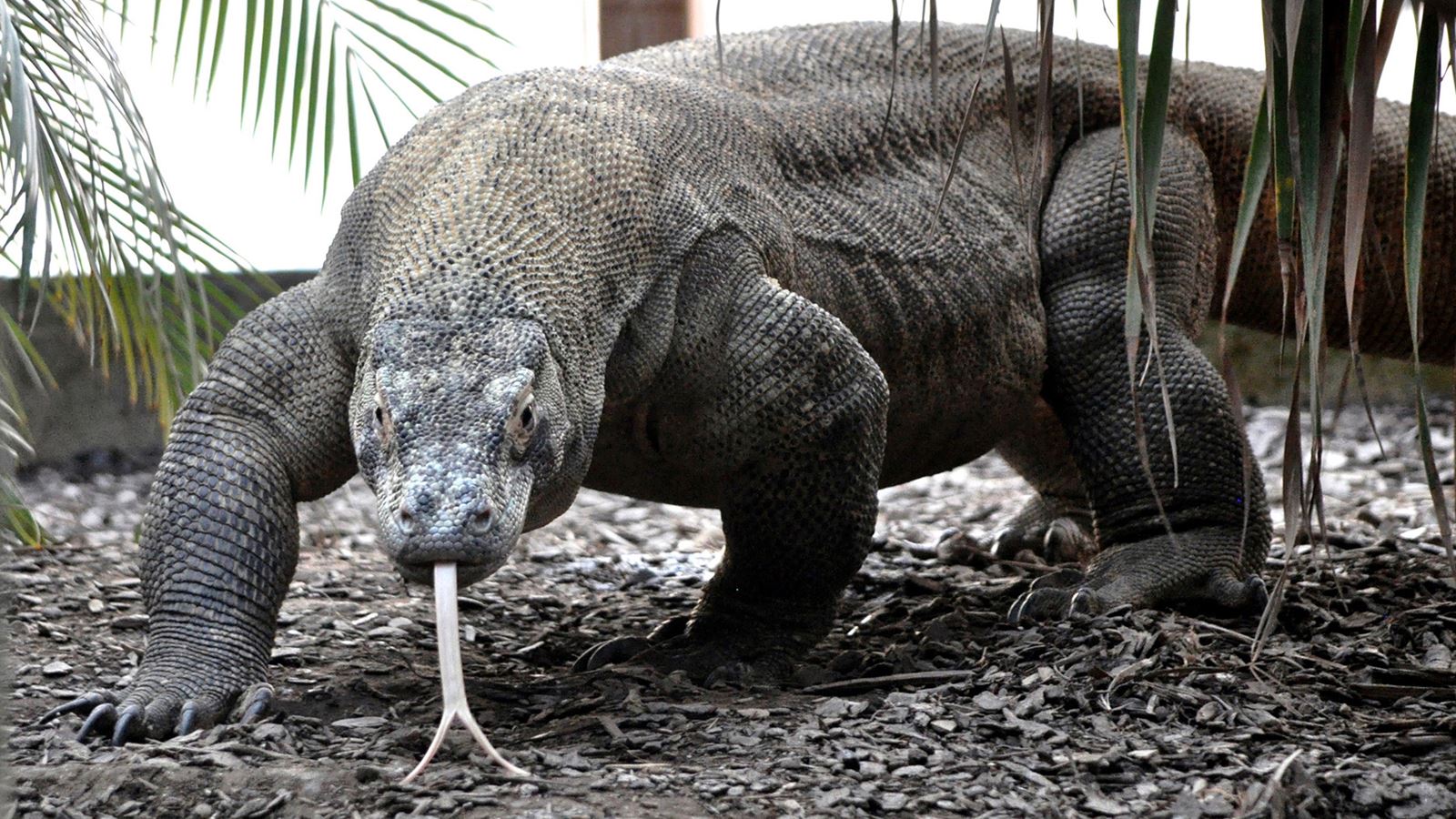Dragon de Komodo