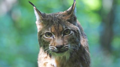 Una lince nel Wildnispark di Zurigo guarda verso la fotocamera