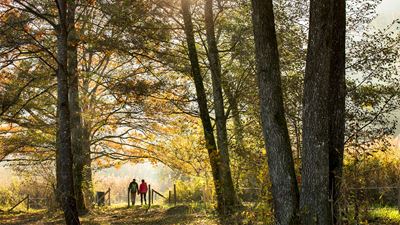 Two people walking through the autumn forest at Türlersee. Sunlight falls through the trees.
