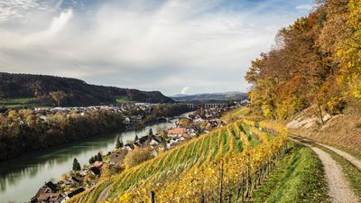 View of the vineyards and the Rhine on the hike from Hüntwangen to Eglisau.