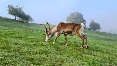 Rentier frisst Gras auf grüner Wiese im Zürcher Weinland.