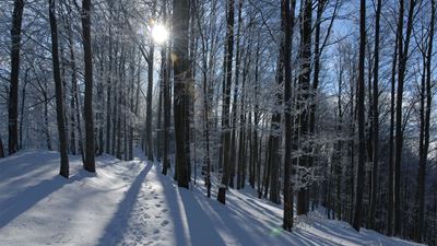 Verschneite Waldlandschaft auf der Winterwanderung von der Albispasshöhe nach Tüfenbach.