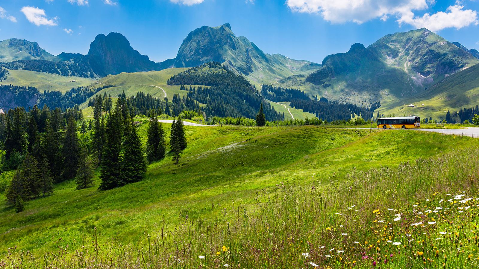 CarPostal circule sur route. Au premier plan se trouve une prairie de fleurs, au second plan la chaîne de montagnes du Gantrisch.