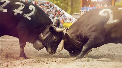 Herens wrestling match
